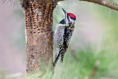 15 Woodpeckers You Can Watch In Idaho Wild Bird Scoop
