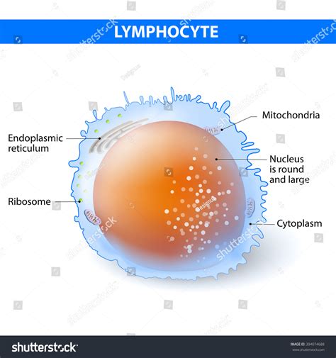 Lymphocyte Stock Vector 394074688 Shutterstock