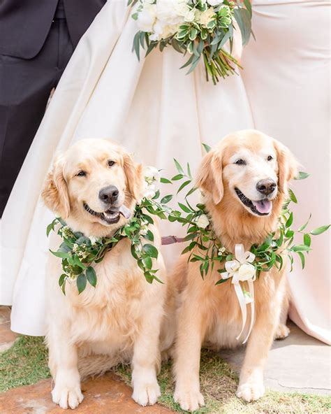 Pin By Gingham And Co T Boxes On Wedding Dog Wedding Attire