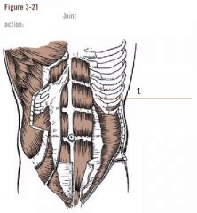 Understanding these terms will make the task of learning muscles easier. ACE Group Fitness Instructor Flashcards Flashcards - Cram.com