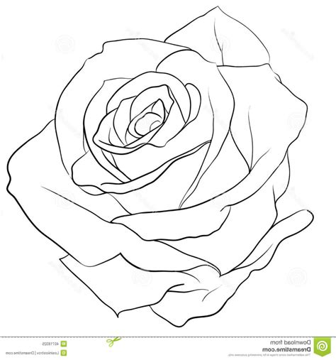 Ai cartoon hand drawn lineart color line rose flower. Line Drawing Of Rose at GetDrawings | Free download
