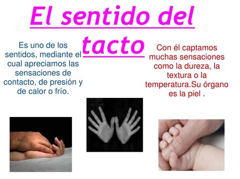 Ppt El Sentido Del Tacto Powerpoint Presentation Free Download Id