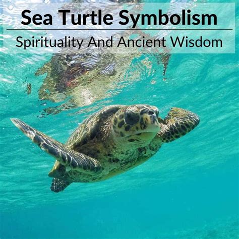 Sea Turtle Symbolism Navigating The Symbolic Waters Of Life