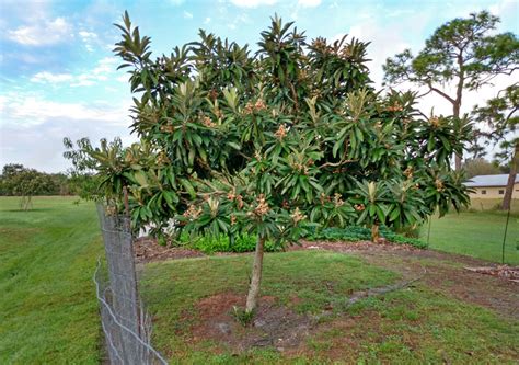 Davids Beautiful Florida Food Forest Garden The