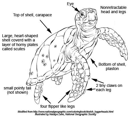 Sea Turtle Anatomy Burroughs And Chapin Center For Marine And Wetland