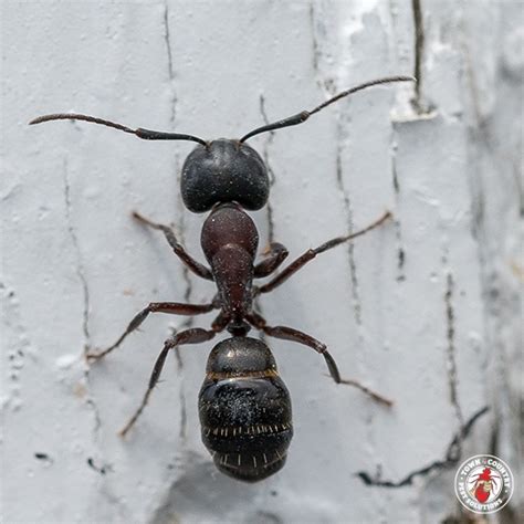 Western exterminator are carpenter ant exterminators. Carpenter Ant Full Treatment Service Gallery 2
