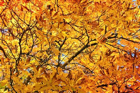 Yellow Autumn Maple Tree In The City Park Autumn Background Stock