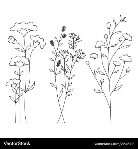 Hand Drawn Wild Flowers Isolated On White Vector Image The Best Porn