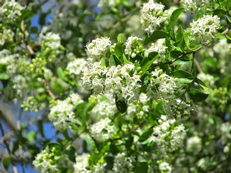 27 Terrific Flowering Trees For Texas Yards Progardentips