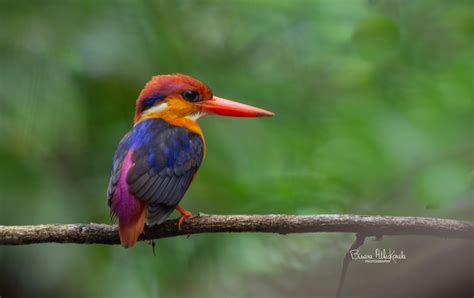 Oriental Dwarf Kingfisher Binara Wildlife Photography