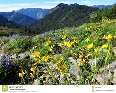 Wildflowers Bloom In A Meadow In The North Cascade Mountains In Summer