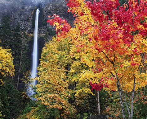 Oregons Multnomah Falls In Autumn Photograph By Larry Geddis