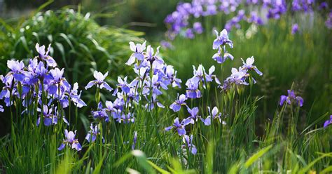 Siberian Iris Iris Sibirica Growing Guide The Garden Magazine