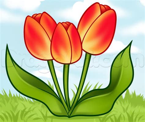 Easy drawings flowers free download clip art. How to Draw Spring Tulips, Step by Step, Flowers, Pop ...