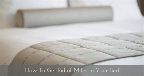 How To Get Rid Of Mites In Your Bed Mitey Fresh Building Biology