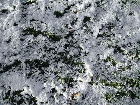 Free Picture Snow Icy Grass Ground Winter