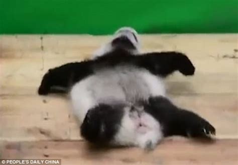 Hilarious Video Shows A Snoozing Panda Roll Out Of Bed And Straight