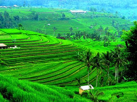 Bali Le Risaie Di Jatiluwih Sito Protetto Unesco Mondointasca