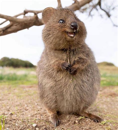 Quokkas Are The Worlds Happiest Animal With The Pics To Prove It