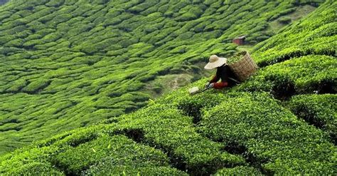 Tea Plantations In Sri Lanka A Quick Guide To Relaxing Surroundings