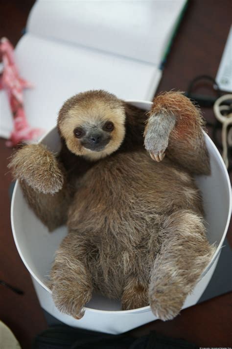 Photo A Sloth In A Bowl Cute Baby Sloths Sloth Rescue Baby Sloth