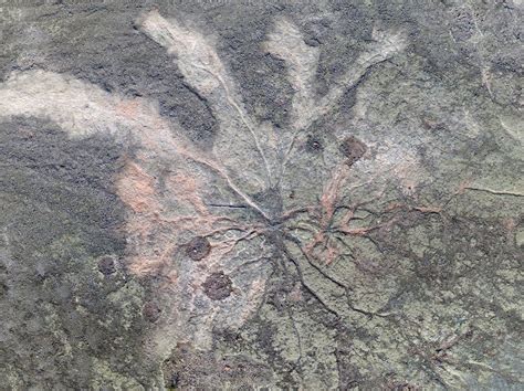 Worlds Oldest Fossil Trees Uncovered In New York Bbc News