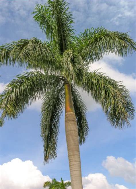 Roystonea Regia Cuban Royal Royal Palm Grand Arbre Ornemental Plantes