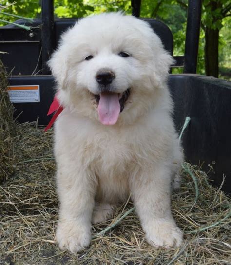 Pyrenees Great Pyrenees And All White On Pinterest