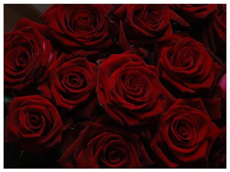 Dark Red Roses Dark Red Roses Beautiful Red Roses Rose Wallpaper