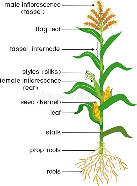 Parts Of Plant Morphology Of Corn Maize Plant With Green Leaves Root