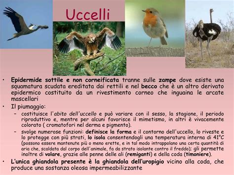Astuccio Corneo Che Forma Il Becco Degli Uccelli - PPT - APPARATO TEGUMENTARIO PowerPoint Presentation, free download - ID