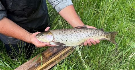 Idaho Fish And Game Surveys Trophy Trout Waters In The Southeast Region