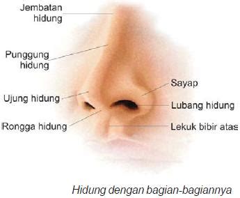 BLOG BIOLOGI B 2011: ALAT INDRA PADA MANUSIA