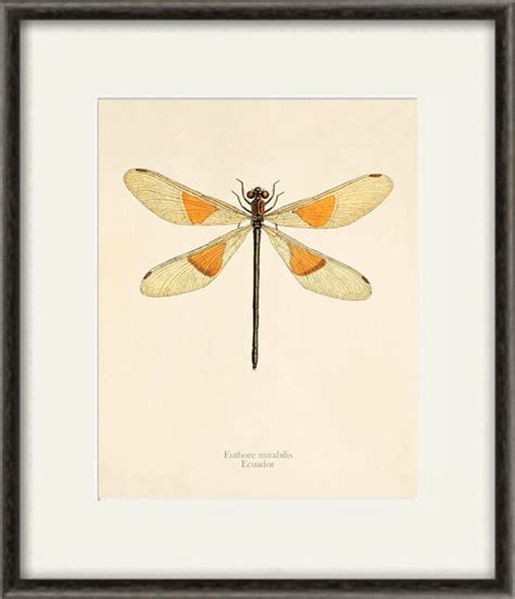 Dragonfly Art Print Antique Prints Nature Print Vintage Prints Etsy
