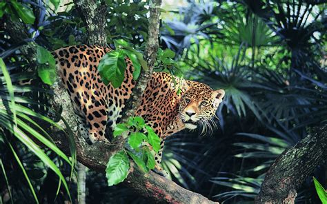 Wallpaper Animals Wildlife Big Cats Zoo Jungle Leopard Ocelot