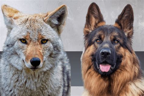 German Shepherd Coyote Mix Be Careful With This Breed The German