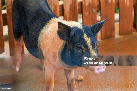 A Big Fat Pig In A Farm Stock Photo Download Image Now Agriculture