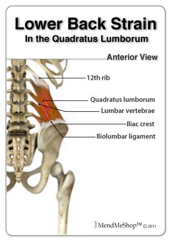 Muscles of the lower back and buttocks diagram, human muscles, muscles of the lower back and buttocks diagram. Pin on MendMeShop