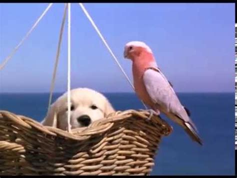 About living with other animals, being on your own. Napoleon - Excerpt (1995) - YouTube