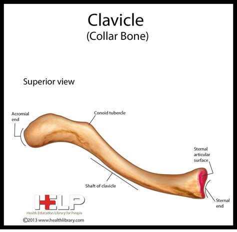 Clavicle Anatomy Labeled