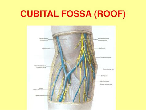 Antecubital Fossa Anatomy Anatomy Book