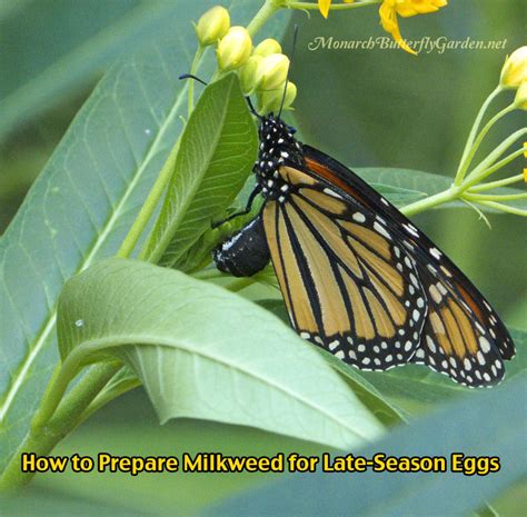 Prepare Milkweed For Monarchs And Butterfly Eggs Raise The Migration