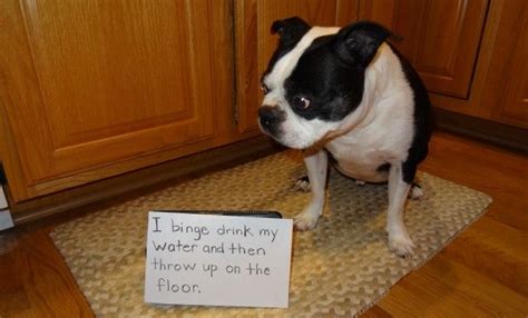 The 9 Ultimate Boston Terriers Of Dog Shaming Boston Terrier Funny