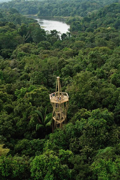 Galería De Centro De Visitantes Selva De Panamá Ensitu 11