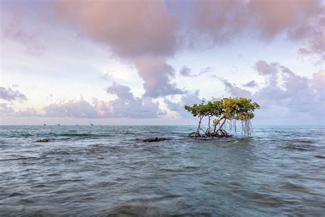 Florida Keys 9 Photograph By Dennis Goodman Photography Pixels