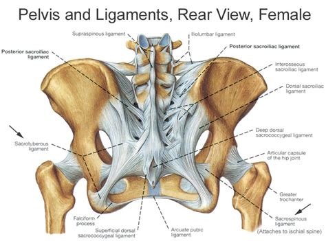 Some could be caused due to. Bones and ligaments of the FEMALE Pelvis