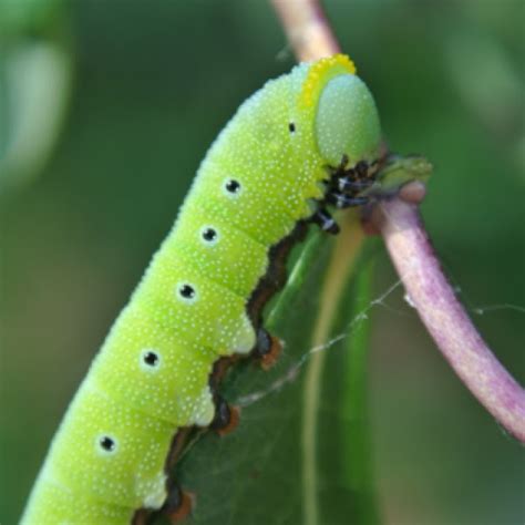 Snowberry Clearwing Caterpillar Project Noah