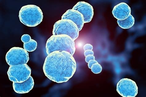 Streptococcus Agalactiae Principales Síntomas Y Cómo Tratar Tua Saúde