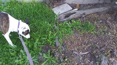 While completely normal, chewing is also more common in some breeds more than others. Why Do Dogs Eat Grass? - YouTube