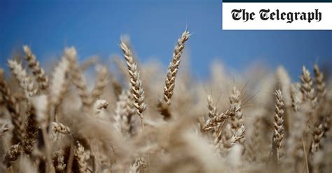 Dismal Wheat Harvest Could Push Up The Price Of Bread